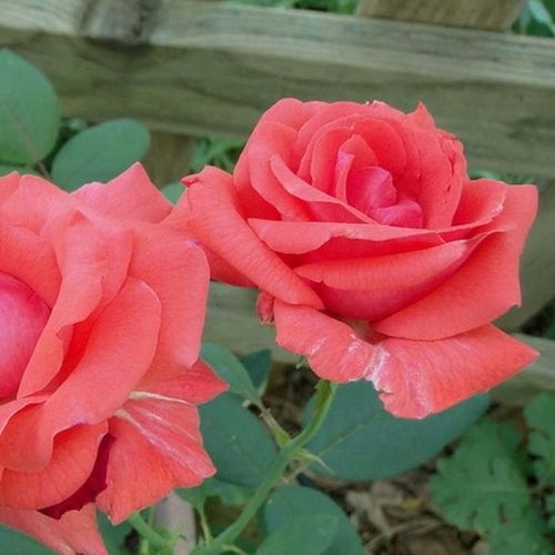 Shop - Rosa Rosalynn Carter™ - rot - floribunda-grandiflora rosen  - stark duftend - De Ruiter Innovations BV. - -